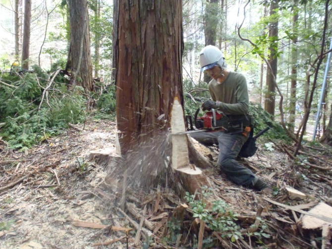 森林技術者が選木した間伐木を集材作業が行いやすいように伐採している様子です【森プロ団地】