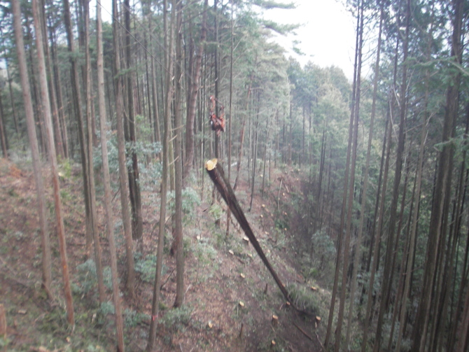 林業架線集材機を使った集材作業の様子です